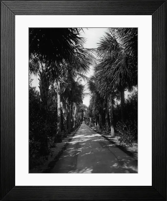 Framed Print : Palm Beach, Florida, Ocean Avenue, between 1880 and 1901. Creator: Unknown Framed Print : Palm Beach, Florida, Ocean Avenue, between 1880 and 1901. Creator: Unknown