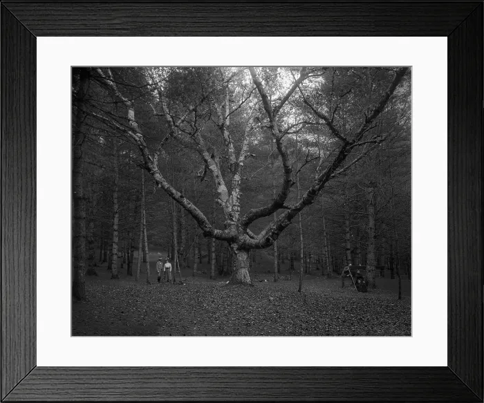 Framed Print : Wizard Tree, Cathedral Woods, North Conway, White Mountains, The, c1900. Creator: Unknown Framed Print : Wizard Tree, Cathedral Woods, North Conway, White Mountains, The, c1900. Creator: Unknown