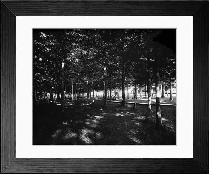 Framed Print : Grove, Bay View, Mich. The, between 1890 and 1905. Creator: Unknown