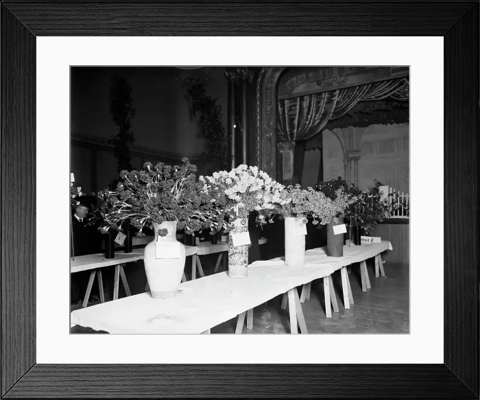 Framed Print : Exhibits, American Carnation Society Exhibition, Detroit, Mich. between 1900 and 1905. Creator: Unknown Framed Print : Exhibits, American Carnation Society Exhibition, Detroit, Mich. between 1900 and 1905. Creator: Unknown