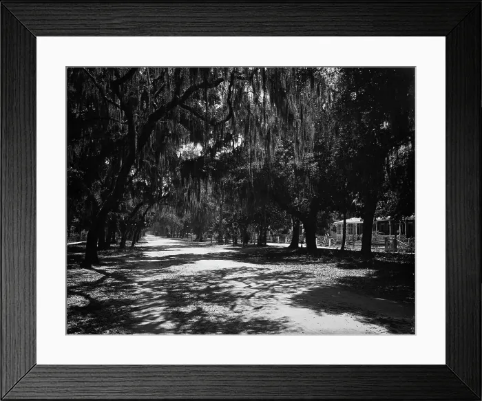 Framed Print : Ridgewood Ave. Daytona, Fla. c1901. Creator: Unknown Framed Print : Ridgewood Ave. Daytona, Fla. c1901. Creator: Unknown