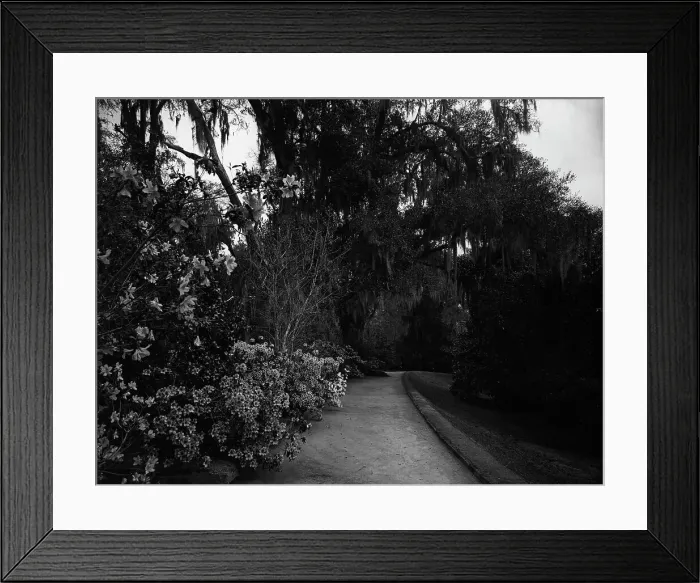 Framed Print : The Slope walk, Magnolia-on-the-Ashley, [Magnolia Gardens], Charleston, S.C. c1901. Creator: Unknown