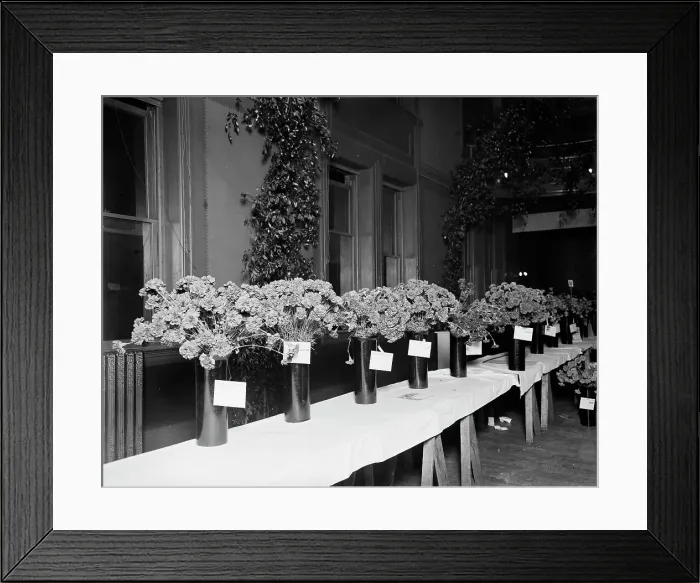 Framed Print : Exhibits, American Carnation Society Exhibition, Detroit, Mich. between 1900 and 1905. Creator: Unknown Framed Print : Exhibits, American Carnation Society Exhibition, Detroit, Mich. between 1900 and 1905. Creator: Unknown