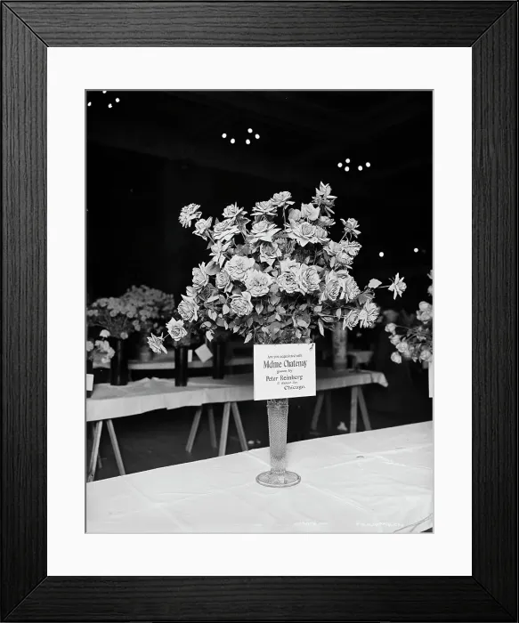 Framed Print : Madame Chatenay roses, American Carnation Society Exhibition, Detroit, Mich. between 1900 and 1905. Creator: Unknown Framed Print : Madame Chatenay roses, American Carnation Society Exhibition, Detroit, Mich. between 1900 and 1905. Creator: Unknown