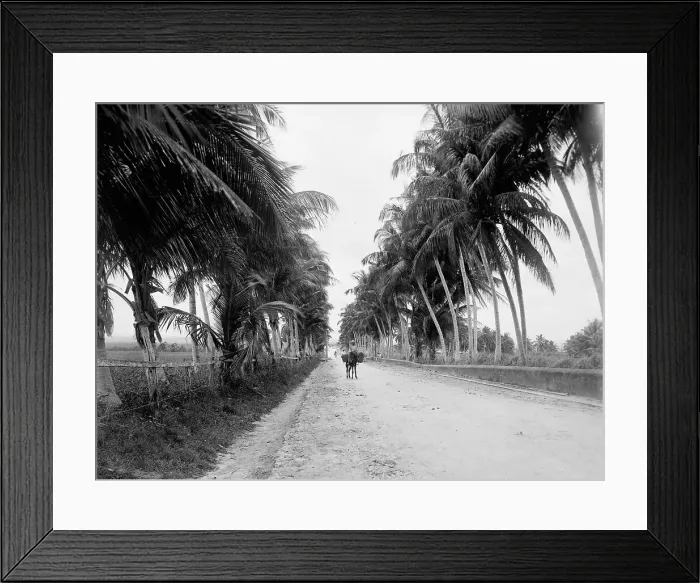 Framed Print : Military road, San Juan, Puerto Rico, The, between 1900 and 1906. Creator: Unknown Framed Print : Military road, San Juan, Puerto Rico, The, between 1900 and 1906. Creator: Unknown
