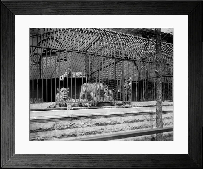 Framed Print : Lions and tigers in Lincoln Park, Chicago, The, c1901. Creator: Unknown Framed Print : Lions and tigers in Lincoln Park, Chicago, The, c1901. Creator: Unknown