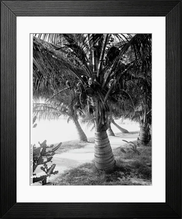 Framed Print : Cocoanut trees, Palm Beach, Fla. between 1900 and 1906. Creator: Unknown Framed Print : Cocoanut trees, Palm Beach, Fla. between 1900 and 1906. Creator: Unknown