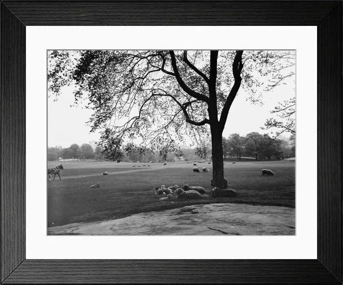 Framed Print : Sheep in Central Park, New York, between 1900 and 1906. Creator: Unknown