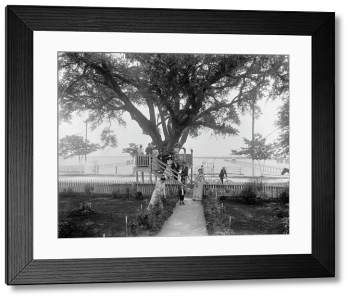 Framed Print : Shoo-fly at Madame Boyle's, Bay St. Louis, Miss. between 1900 and 1906. Creator: Unknown Framed Print : Shoo-fly at Madame Boyle's, Bay St. Louis, Miss. between 1900 and 1906. Creator: Unknown