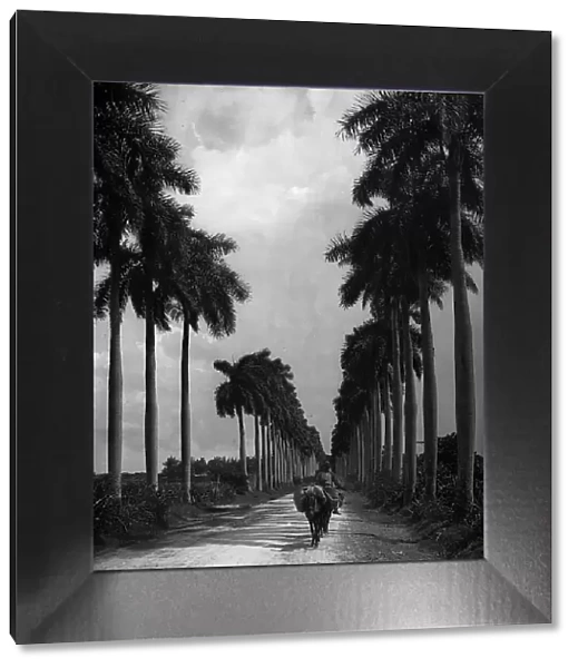 Avenue of Palms, Havana, c1903. Creator: Unknown