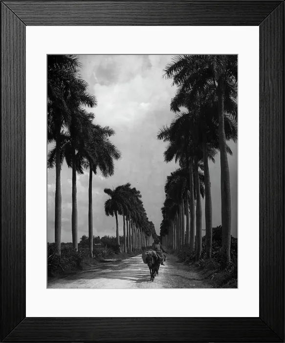 Framed Print : Avenue of Palms, Havana, c1903. Creator: Unknown Framed Print : Avenue of Palms, Havana, c1903. Creator: Unknown