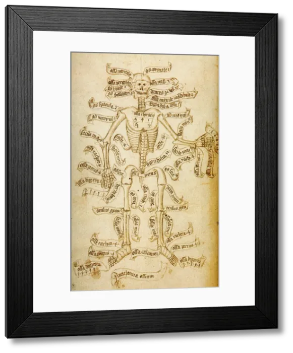 Framed Print : The skeleton and the names of the bones, 15th century. Creator: Anonymous Framed Print : The skeleton and the names of the bones, 15th century. Creator: Anonymous