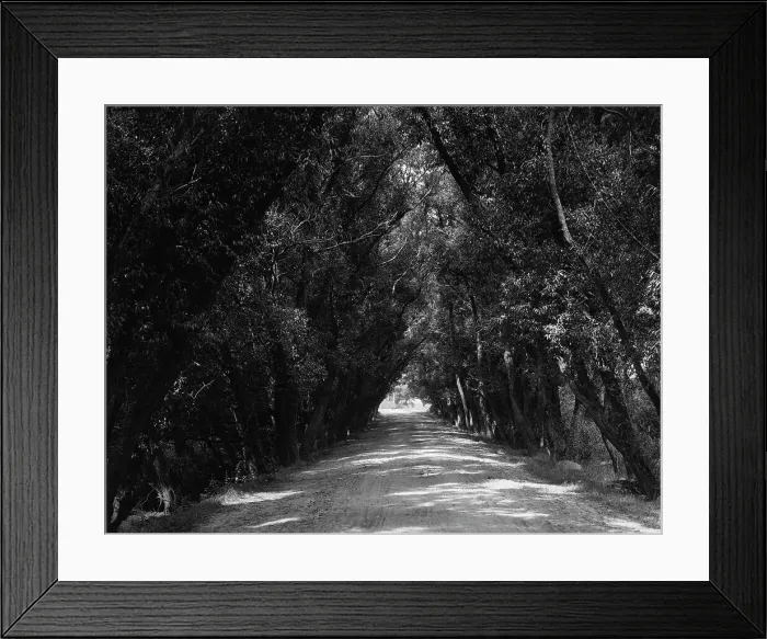 Framed Print : Willow Road, Gloucester, Mass. c1904. Creator: Unknown Framed Print : Willow Road, Gloucester, Mass. c1904. Creator: Unknown