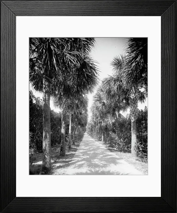 Framed Print : Ocean walk, Palm Beach, Fla. 1902. Creator: Unknown Framed Print : Ocean walk, Palm Beach, Fla. 1902. Creator: Unknown