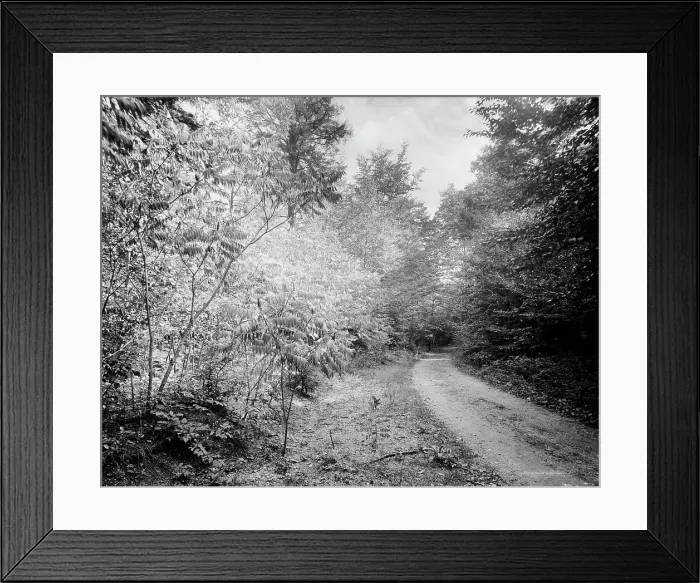 Framed Print : Sumach in autumn, Pittsfield, Mass. c.between 1910 and 1920. Creator: Unknown Framed Print : Sumach in autumn, Pittsfield, Mass. c.between 1910 and 1920. Creator: Unknown