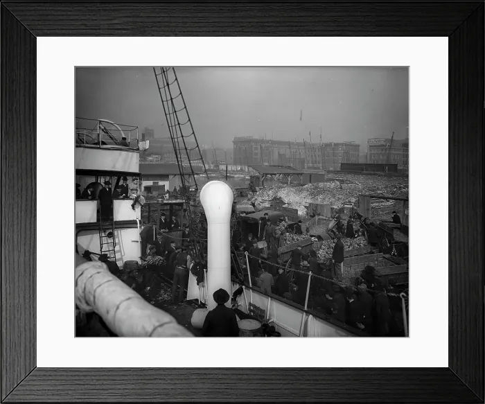 Framed Print : Baltimore, Maryland, unloading banana steamer, between 1890 and 1906. Creator: Unknown Framed Print : Baltimore, Maryland, unloading banana steamer, between 1890 and 1906. Creator: Unknown