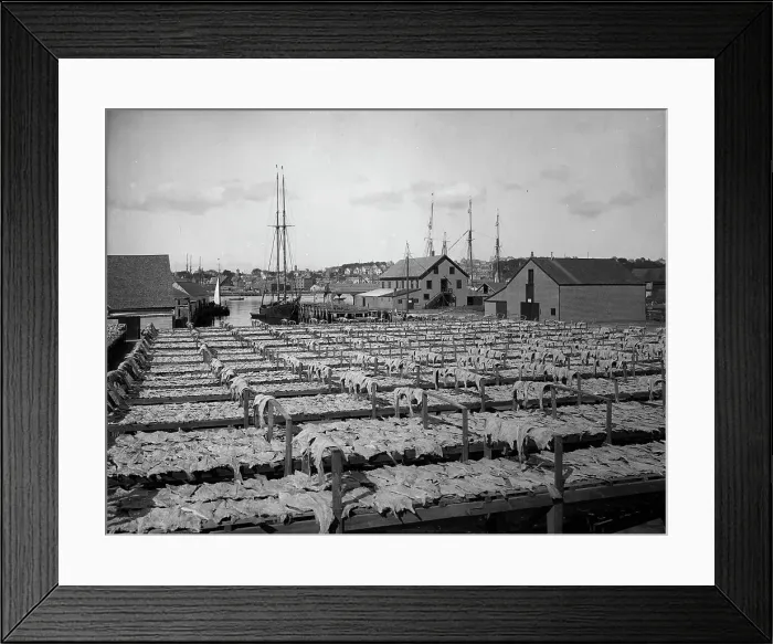 Framed Print : Drying fish, Gloucester, Mass. c1906. Creator: Unknown