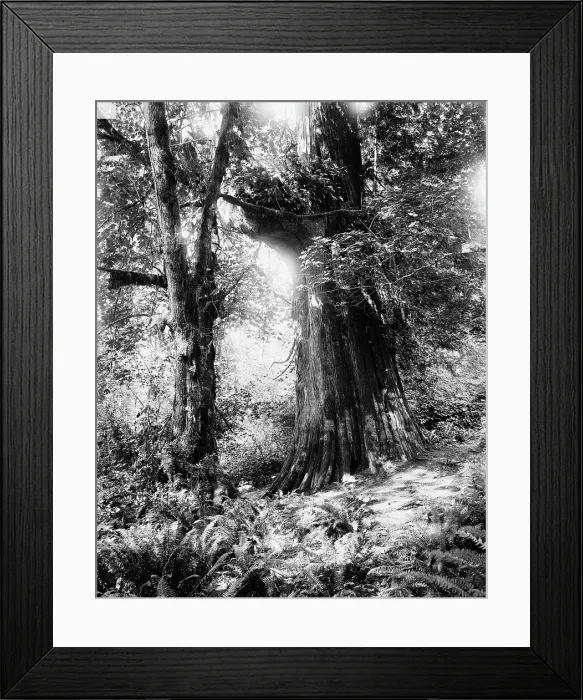 Framed Print : Big tree in Stanley Park, Vancouver, Canada, between 1900 and 1910. Creator: Unknown Framed Print : Big tree in Stanley Park, Vancouver, Canada, between 1900 and 1910. Creator: Unknown