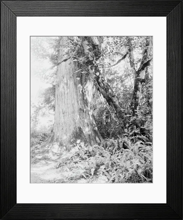 Framed Print : Big tree in Stanley Park, Vancouver, Canada, between 1900 and 1910. Creator: Unknown Framed Print : Big tree in Stanley Park, Vancouver, Canada, between 1900 and 1910. Creator: Unknown