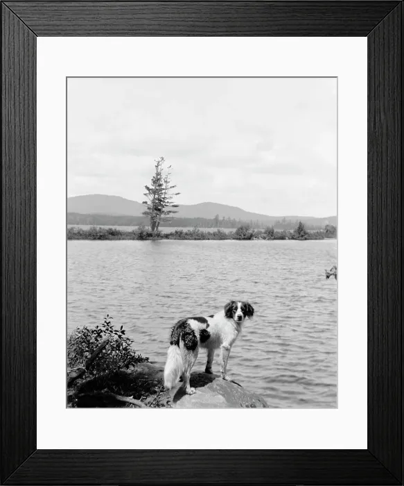 Framed Print : Raquette Lake (dog in picture), N.Y. between 1900 and 1910. Creator: Unknown Framed Print : Raquette Lake (dog in picture), N.Y. between 1900 and 1910. Creator: Unknown