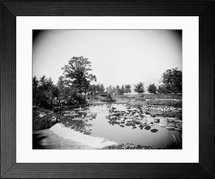 Framed Print : Lily Pond, Belle Isle Park, Detroit, between 1900 and 1906. Creator: Unknown Framed Print : Lily Pond, Belle Isle Park, Detroit, between 1900 and 1906. Creator: Unknown