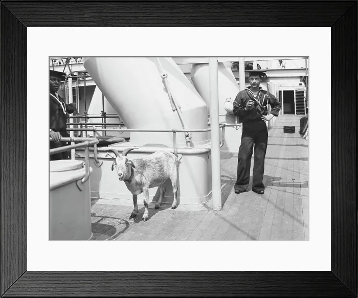 Framed Print : U.S.S. Brooklyn, the mascot, between 1896 and 1899. Creator: Unknown Framed Print : U.S.S. Brooklyn, the mascot, between 1896 and 1899. Creator: Unknown