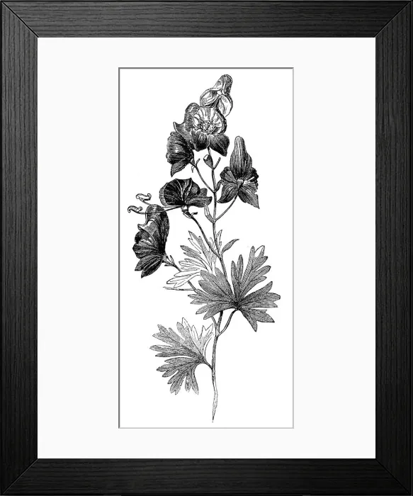 Framed Print : Aconite (Aconitum napellus), Monkshood, or Wolfsbane, 1856. Creator: Unknown Framed Print : Aconite (Aconitum napellus), Monkshood, or Wolfsbane, 1856. Creator: Unknown
