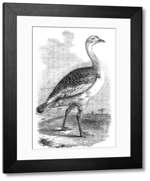 Framed Print : Male Bustard taken near Hungerford, Berks. 1856. Creator: Unknown Framed Print : Male Bustard taken near Hungerford, Berks. 1856. Creator: Unknown