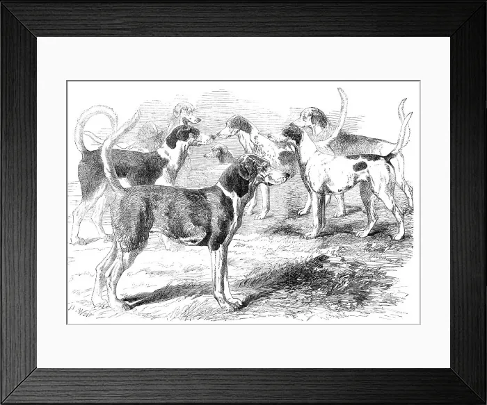Framed Print : Royal Staghounds: Prosperous, Woodman, Rigolette, Chanticleer, 1856. Creator: Harrison Weir Framed Print : Royal Staghounds: Prosperous, Woodman, Rigolette, Chanticleer, 1856. Creator: Harrison Weir