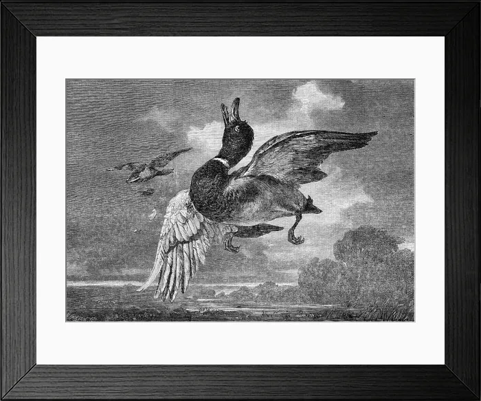 Framed Print : The Stricken Mallard - painted by George Lance - from the Exhibition of the British Institution, 1 Creator: M. Jackson. The Stricken Mallard - painted by George Lance - from the Exhibition of the British Institution, 1 Creator: M Framed Print : The Stricken Mallard - painted by George Lance - from the Exhibition of the British Institution, 1 Creator: M. Jackson. The Stricken Mallard - painted by George Lance - from the Exhibition of the British Institution, 1 Creator: M