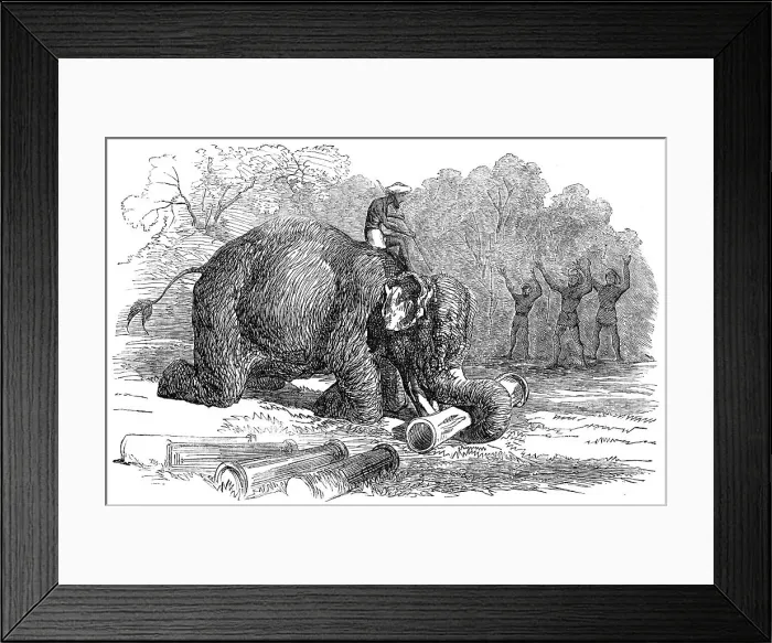 Framed Print : Elephant assisting to lay down water-pipes near Kandy, in Ceylon, 1856. Creator: Unknown Framed Print : Elephant assisting to lay down water-pipes near Kandy, in Ceylon, 1856. Creator: Unknown
