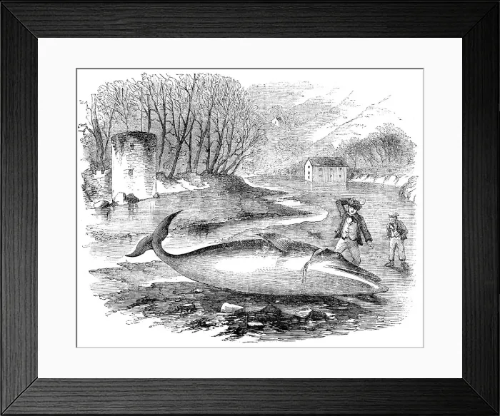 Framed Print : Pike-Headed Rorqual Whale taken in the Dart, 1856. Creator: Unknown Framed Print : Pike-Headed Rorqual Whale taken in the Dart, 1856. Creator: Unknown