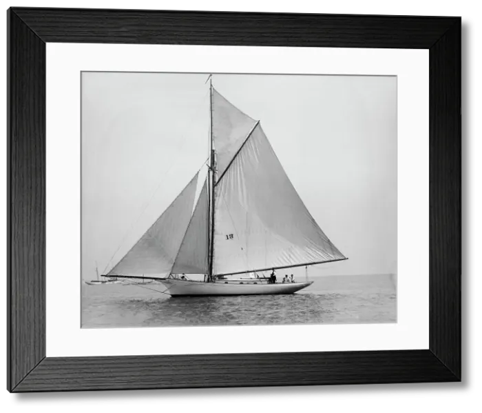 Framed Print : Daffodil, 1894 Aug 4. Creator: Johns Johnston Framed Print : Daffodil, 1894 Aug 4. Creator: Johns Johnston
