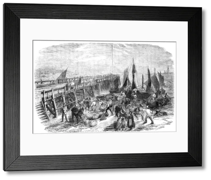 Framed Print : The Yarmouth Herring Fishery - Return of the Boats, 1856. Creator: Walter Ray Woods Framed Print : The Yarmouth Herring Fishery - Return of the Boats, 1856. Creator: Walter Ray Woods