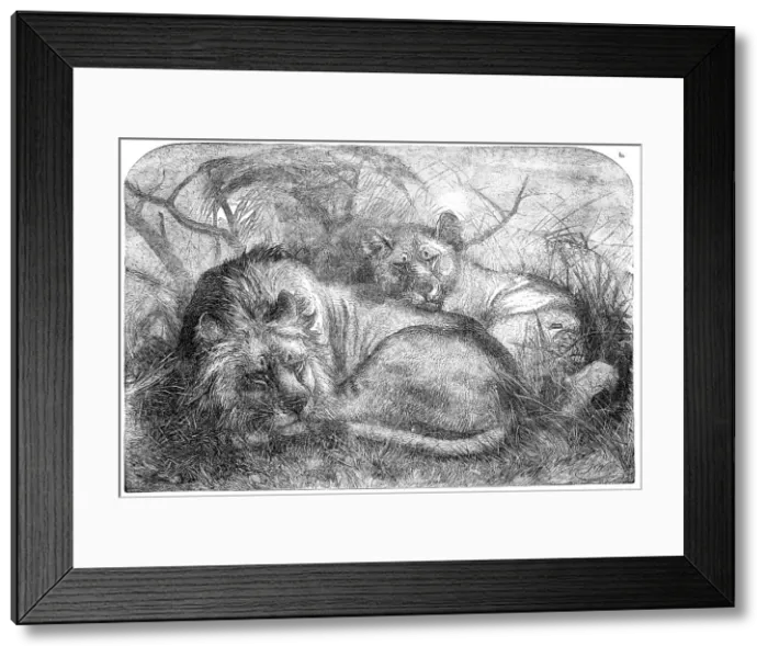 Framed Print : Babylonian Lions just received at the Gardens of the Zoological Society, Regent's-Park, 1856. Creator: Pearson Framed Print : Babylonian Lions just received at the Gardens of the Zoological Society, Regent's-Park, 1856. Creator: Pearson