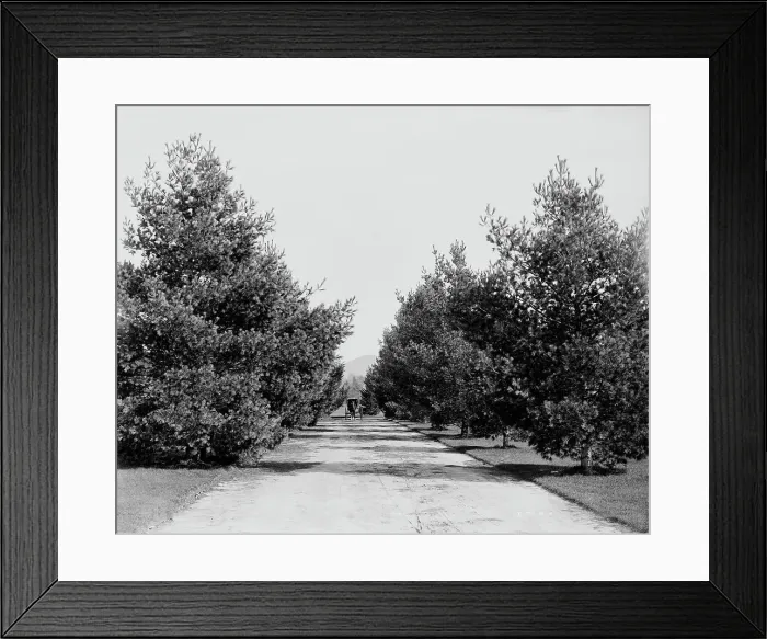 Framed Print : Approach to Forest Hills Hotel, Franconia Village, White Mountains, between 1890 and 1901. Creator: Unknown Framed Print : Approach to Forest Hills Hotel, Franconia Village, White Mountains, between 1890 and 1901. Creator: Unknown
