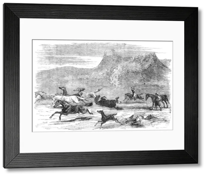 Framed Print : The Spanish-American Guachos [sic] catching wild horses, in the Falkland Islands, 1856. Creator: Harrison Weir