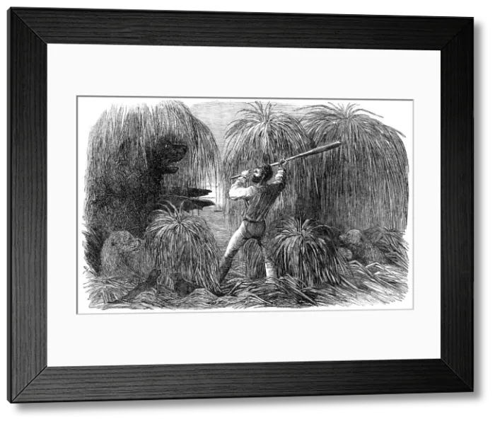 Framed Print : The Falkland Islands: Encounter of a Sealer with a Sea-Lion, in a Tussac Bog, 1856. Creator: Unknown Framed Print : The Falkland Islands: Encounter of a Sealer with a Sea-Lion, in a Tussac Bog, 1856. Creator: Unknown