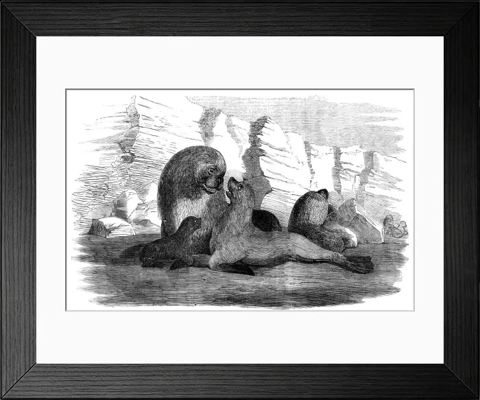 Framed Print : Sea-Lions, in the Falkland Islands, 1856. Creator: Unknown Framed Print : Sea-Lions, in the Falkland Islands, 1856. Creator: Unknown
