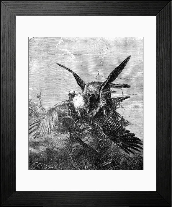 Framed Print : Gerfalcons Striking a Kite - painted by J. Wolf - from the Exhibition of the Royal Academy, 1856. Creator: Harvey Orrin Smith. Gerfalcons Striking a Kite - painted by J. Wolf - from the Exhibition of the Royal Academy, 1856 Framed Print : Gerfalcons Striking a Kite - painted by J. Wolf - from the Exhibition of the Royal Academy, 1856. Creator: Harvey Orrin Smith. Gerfalcons Striking a Kite - painted by J. Wolf - from the Exhibition of the Royal Academy, 1856