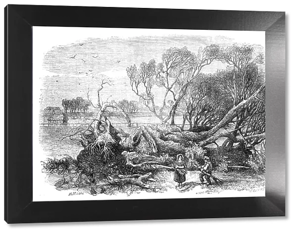 Elm-Tree blown down in Hyde-Park, May 7th, 1856. Creator: Edmund Evans