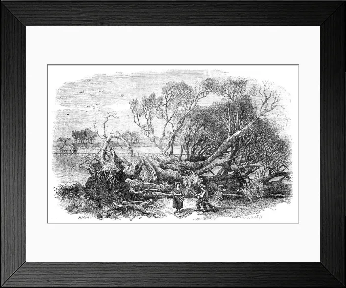 Framed Print : Elm-Tree blown down in Hyde-Park, May 7th, 1856. Creator: Edmund Evans Framed Print : Elm-Tree blown down in Hyde-Park, May 7th, 1856. Creator: Edmund Evans