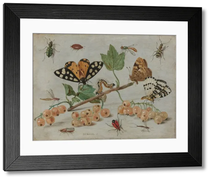 Framed Print : Insects and Fruit, c.1653-c.1661. Creator: Jan van Kessel Framed Print : Insects and Fruit, c.1653-c.1661. Creator: Jan van Kessel