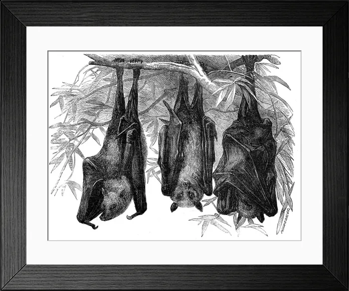 Framed Print : Flying Foxes in the Gardens of the Zoological Society, Regent's-Park, 1856. Creator: Pearson Framed Print : Flying Foxes in the Gardens of the Zoological Society, Regent's-Park, 1856. Creator: Pearson