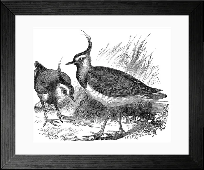 Framed Print : Plovers, 1856. Creator: Unknown Framed Print : Plovers, 1856. Creator: Unknown