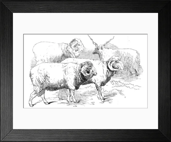 Framed Print : Prize Animals from the Cattle Show, at Paris, 1856. Creator: Unknown Framed Print : Prize Animals from the Cattle Show, at Paris, 1856. Creator: Unknown