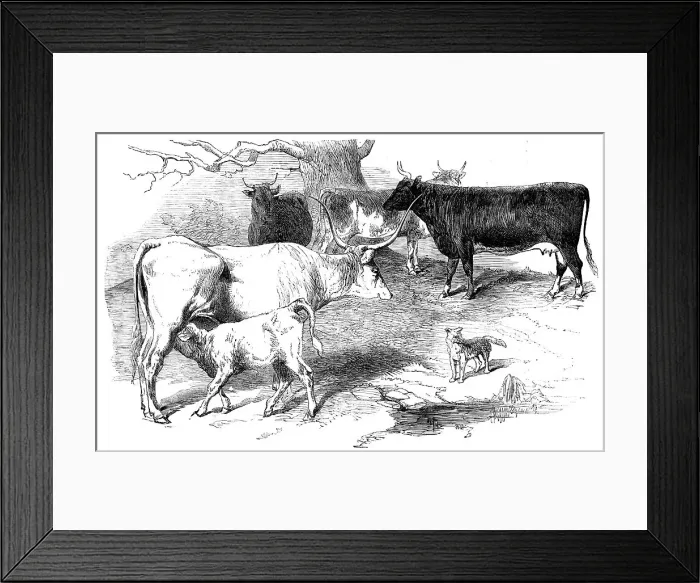 Framed Print : Prize Animals from the Cattle Show, at Paris, 1856. Creator: Unknown