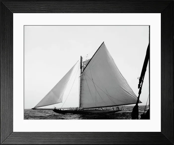 Framed Print : Shamrock, c1899. Creator: Johns Johnston Framed Print : Shamrock, c1899. Creator: Johns Johnston