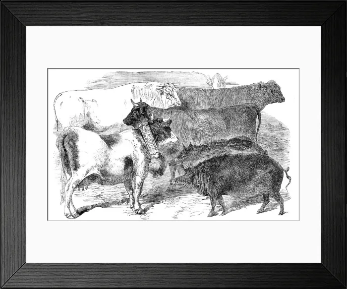 Framed Print : Prize Cattle and Pigs at the Paris Universal Agricultural Exhibition, 1856. Creator: Unknown Framed Print : Prize Cattle and Pigs at the Paris Universal Agricultural Exhibition, 1856. Creator: Unknown