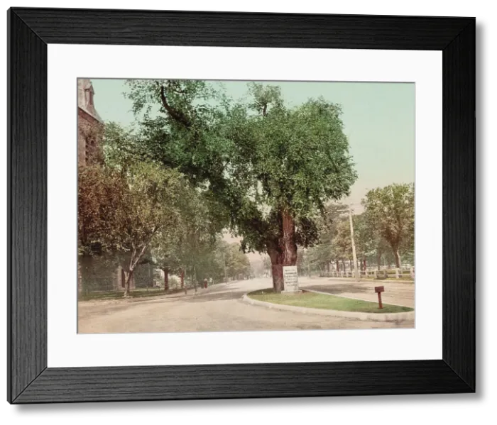 Framed Print : The Washington Elm, Cambridge, c1899. Creator: Unknown Framed Print : The Washington Elm, Cambridge, c1899. Creator: Unknown